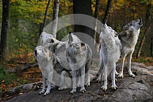 Eastern timber wolves howling on a rock.