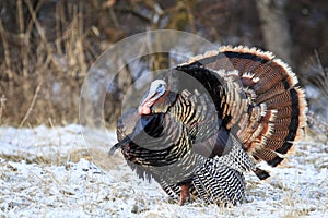 Eastern tom turkey in snow