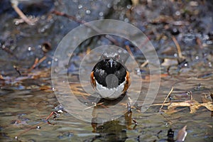 Eastern Towhee