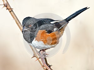 Eastern Towhee photo