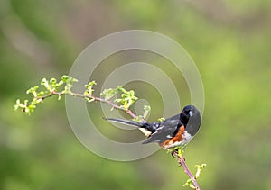 Eastern Towhee perched on single branch green muted background copy space