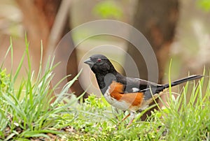 Eastern Towhee, Pipilo erythrophthalmus