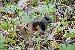 Eastern towhee Pipilo erythrophthalmus foraging on the ground during spring. photo