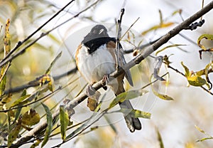 Eastern Towhee songbird on windy fall day, Georgia USA