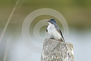 Eastern Tree Swallow