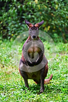 An eastern wallaroo in a forest