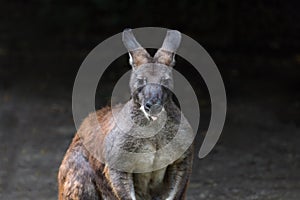 Eastern Wallaroo, found in eastern Australia. Portrait