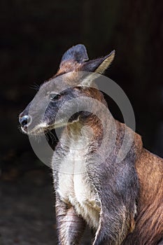 Eastern Wallaroo, found in eastern Australia. Vertical photo