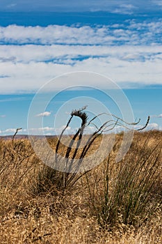 Eastern Washington Palouse vast expanse desert view with dry plant close-up