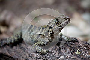 Eastern Water Dragon