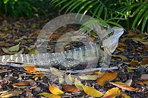 EASTERN WATER DRAGON photo