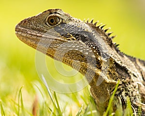 Eastern Water Dragon Australian Lizard