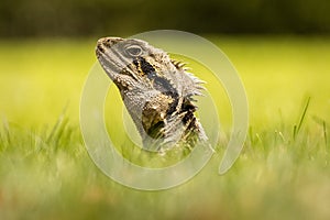 Eastern Water Dragon Australian Lizard