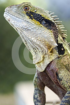 Eastern Water Dragon Intellagama lesueurii lizard