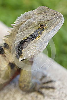 Eastern Water Dragon Intellagama lesueurii lizard