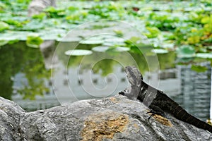 An Eastern Water Dragon, a native Australian water dragon