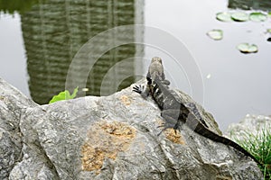 An Eastern Water Dragon, a native Australian water dragon