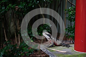 An Eastern Water Dragon, a native Australian water dragon