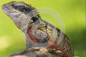 Eastern Water Dragon (physignathus lesueurii agamidae)