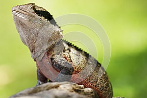 Eastern Water Dragon (physignathus lesueurii agamidae)