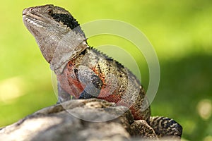 Eastern Water Dragon (physignathus lesueurii agamidae)