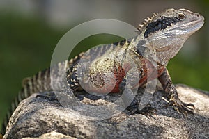 Eastern Water Dragon (physignathus lesueurii agamidae)