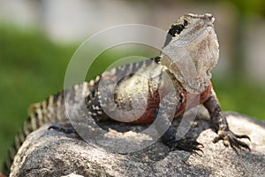 Eastern Water Dragon (physignathus lesueurii agamidae)