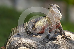 Eastern Water Dragon (physignathus lesueurii agamidae)