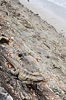 Eastern Water Dragon, Physignathus lesueurii Agamidae. Brisban