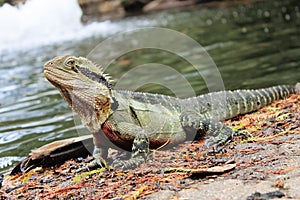 Eastern Water Dragon sitting next to a river