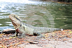 Eastern Water Dragon sitting next to a small river on sunny day