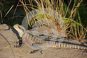 Eastern Water Dragon