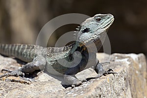 Eastern Water Dragon in the woods