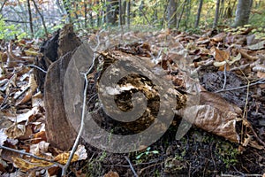 Eastern Whip-poor-will, Caprimulgus vociferus, relaxing on the forest floor