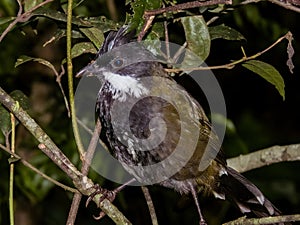 Eastern Whipbird in New South Wales Australia