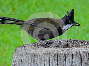 Eastern Whipbird in New South Wales Australia