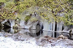 Eastern White Cedars (Thuja occidentalis) along riverbank with ice melting