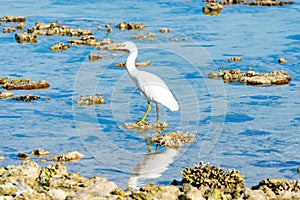 Eastern white egret on coral in lagoon