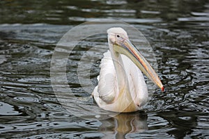 Eastern White Pelican