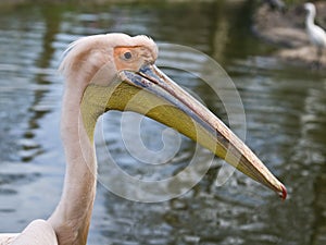 Eastern white pelican