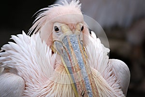 Eastern White Pelican