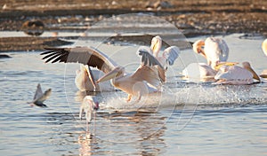 Eastern White Pelican (Pelecanus onocrotalus) photo