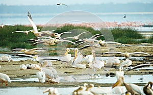 Eastern White Pelican (Pelecanus onocrotalus) photo