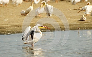 Eastern White Pelican (Pelecanus onocrotalus) photo