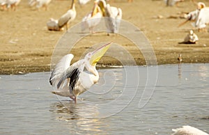 Eastern White Pelican (Pelecanus onocrotalus) photo