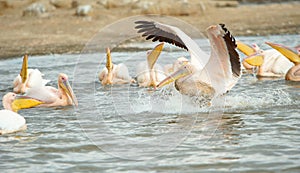 Eastern White Pelican (Pelecanus onocrotalus) photo