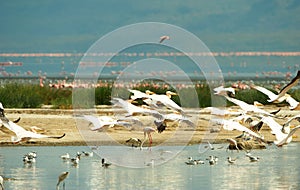 Eastern White Pelican (Pelecanus onocrotalus) photo