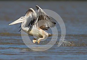 Eastern White Pelican