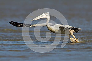 Eastern White Pelican