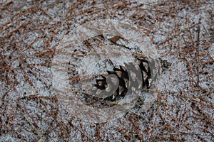 Pine Cone on Pine Needles Partially Covered with Snow